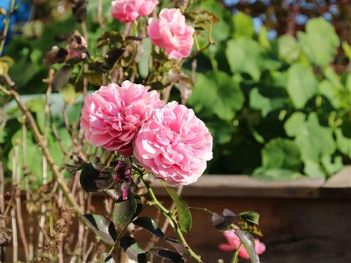 Holiday apartment - 2 persons -  - Holzhauser Str. - 83454 - Anger