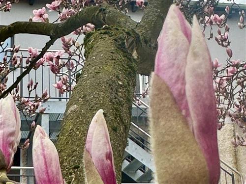 Ferielejlighed - 4 personer -  - Martin-Reinhard-Straße - 97631 - Bad Königshofen Im Grabfe