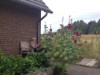 Billede 6