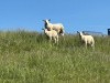 Billede 34