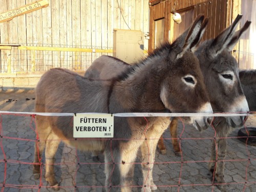 Ferieleilighet - 5 personer -  - 8537 - Hüttwilen