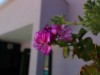 Billede 29