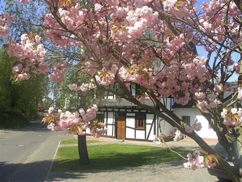 Holiday Home/Apartment - 8 persons -  - Im Vogelsang - 56290 - Beltheim-Frankweiler