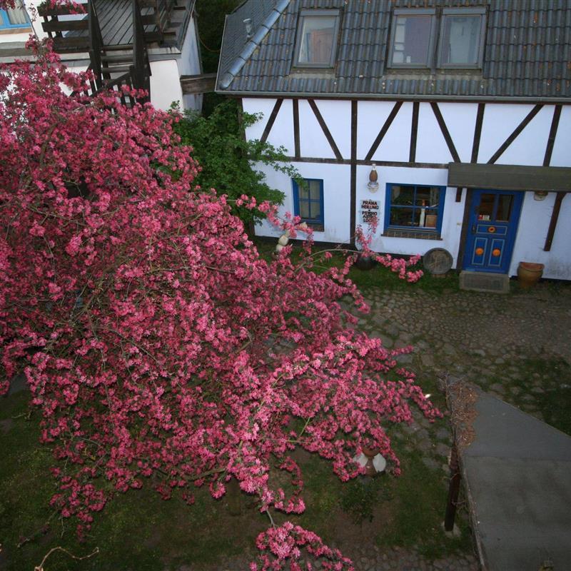 Ferielejlighed - 2 personer -  - Börgerende - 18211