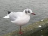 Billede 28