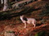 Billede 24