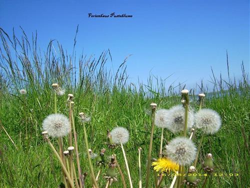 Ferieleilighet - 5 personer -  - Am Mühlenhof - 26160 - Bad Zwischenahn