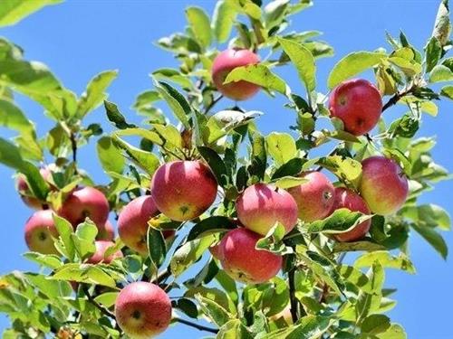 Ferieleilighet - 4 personer -  - Bahnhofstraße - 17207 - Röbel