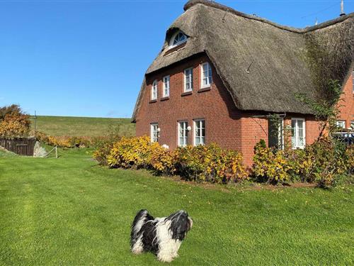 Holiday apartment - 6 persons -  - Uthlandeweg - 25845 - Nordstrand