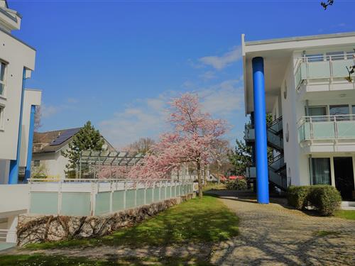 Ferielejlighed - 4 personer -  - Seestraße - 18374 - Ostseeheilbad Zingst