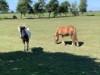 Billede 7