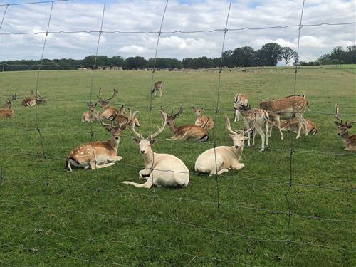 Ferieleilighet - 3 personer -  - Feldstr.30 - 66687 - Wadern