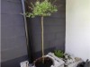 Bild 17