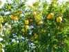 Bild 45