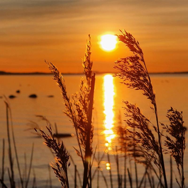 Bungalow - 2 personer -  - Stahlbrode - 18519 - Sundhagen