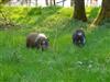 Bild 17