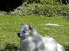 Billede 2