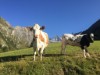 Billede 8