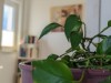 Bild 44