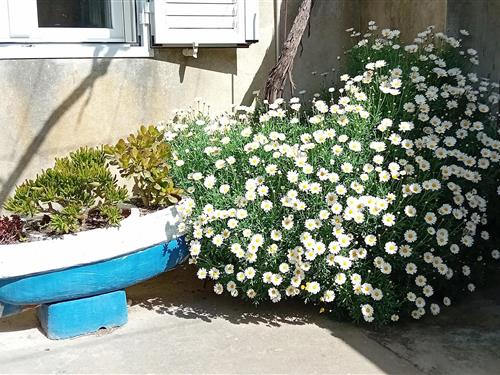 Feriehus - 6 personer -  - Veli Iz - Iz - Veli Iz - 23284 - Veli Iz