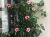 Bilde 4