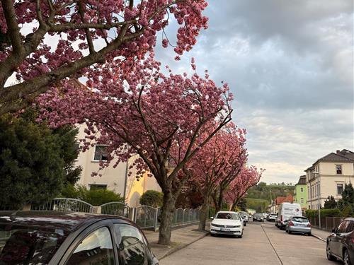 Sommerhus - 6 personer -  - Ludwigstraße - 01156 - Dresden