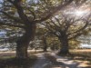 Image 39