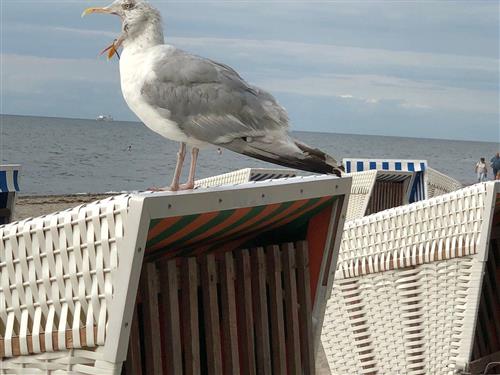 Ferieleilighet - 4 personer -  - Kröpeliner Straße - 18230 - Rerik