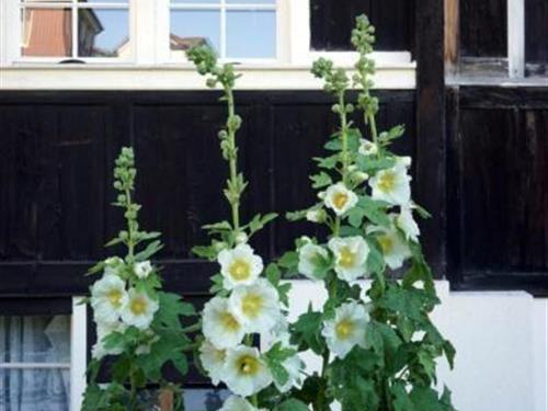 Holiday home - 4 persons -  - Vogelherd - 9427 - Wolfhalden