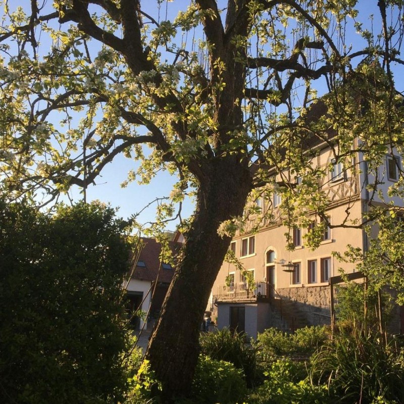 Ferielejlighed - 2 personer -  - Brunnenstraße - 97922 - Lauda-Königshofen
