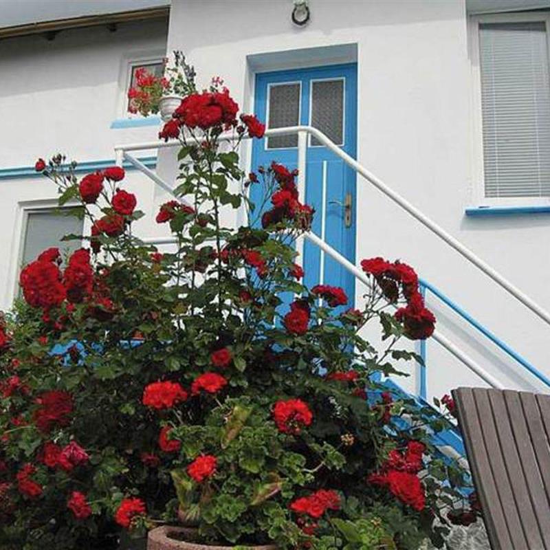 Ferielejlighed - 2 personer -  - Seestraße - 18546 - Sassnitz