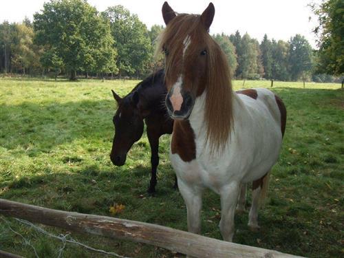 Ferienhaus - 6 Personen -  - Steinbruch - 29649 - Wietzendorf