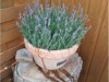 Bild 16