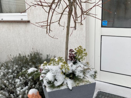 Ferielejlighed - 2 personer -  - Kampstraße - 17449 - Trassenheide