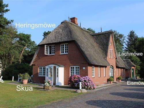 Holiday apartment - 4 persons -  - Strunwai - 25946 - Nebel