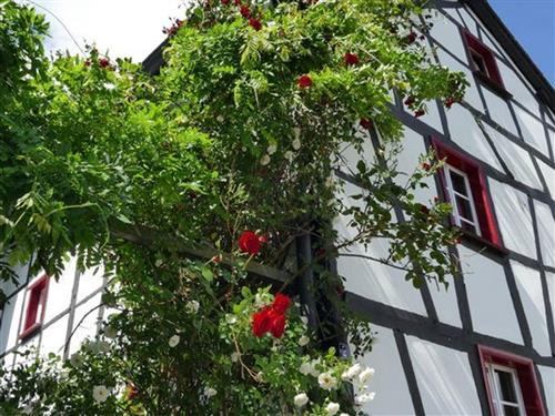 Ferienhaus - 8 Personen -  - Ginsterley - 52152 - Simmerath