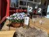 Billede 16 - Terrasse