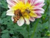 Bild 36