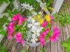 Image 27