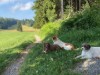 Billede 24