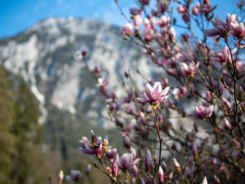 Ferienhaus - 4 Personen -  - Knogl - 83324 - Ruhpolding