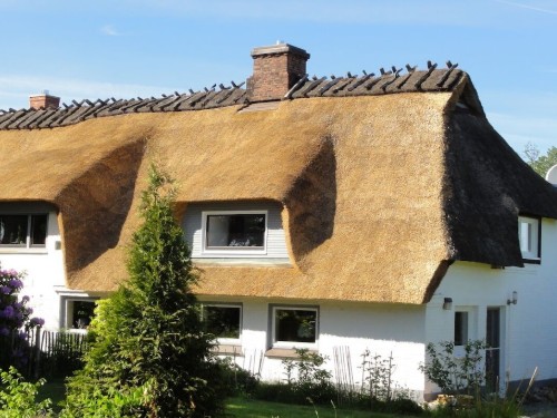 Feriehus - 5 personer -  - 24395 - Gelting-Niesgrau