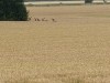 Bild 43