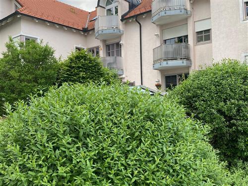 Ferienhaus - 6 Personen -  - Schnepfenluckstraße - 83278 - Traunstein