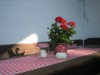 Bilde 21