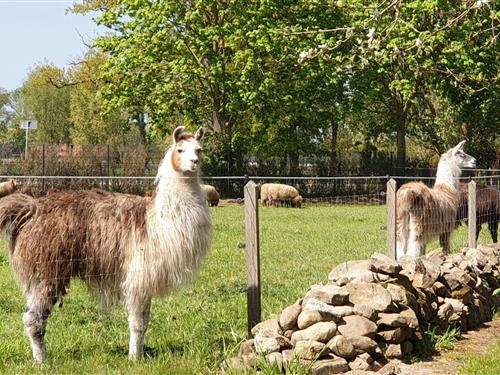 Ferieleilighet - 4 personer -  - Hoogsteder Straße - 49849 - Wilsum