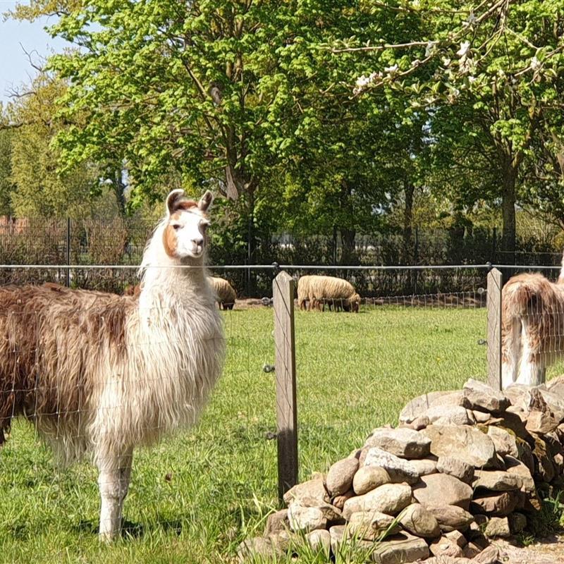 Ferielejlighed - 4 personer -  - Hoogsteder Straße - 49849 - Wilsum