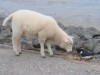 Bild 16