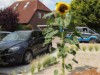 Billede 4