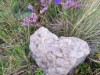 Bild 74